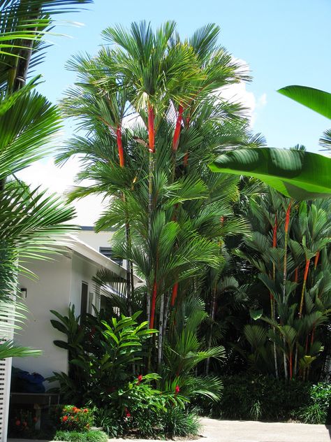 Lipstick Palm, Palm Trees Garden, Tropical Backyard Landscaping, Backyard Resort, Palm Trees Landscaping, Tropical Landscape Design, Florida Landscaping, Florida Plants, Tropical Garden Design