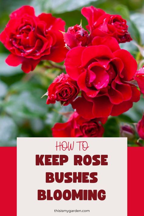 Up close image of large red roses in full bloom. From thisismygarden.com. Roses Garden Care, Rose Bush Care, Rose Plant Care, Rose Cuttings, Bush Plant, How To Make Rose, Rose Bushes, Garden Flower Beds, Rose Care