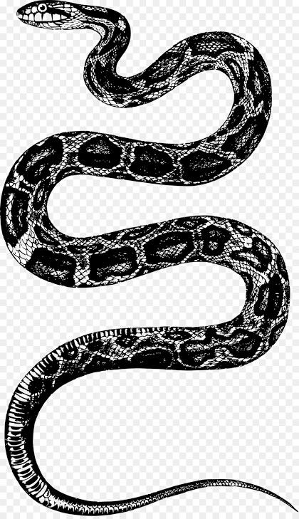 Snakes Black And White, Snakes Black, Desert Snake, Asian Dragon Tattoo, Painted Clothes Diy, Asian Dragon, Snake Art, Painted Clothes, Reptiles And Amphibians