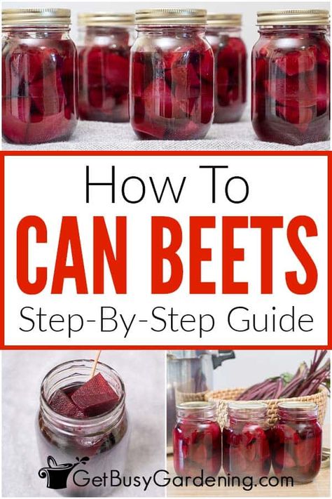 Do you have excess beets and want to learn how to can them for future use? Reading this detailed step by step guide about how to can beets from the garden, grocery store, or Farmer’s market will be a great resource for you. Learn how to can them, store them, the expected shelf life, whether to boil them or not, and much more. With my advice and tips you’ll be able to enjoy beets all year. Best Pickled Beets Recipe, Refrigerator Pickled Beets, Canned Pickled Beets, Homemade Refrigerator Pickles, Canning Beets, Pickled Beets Recipe, Beets Recipe, Home Canning Recipes, Canning Vegetables