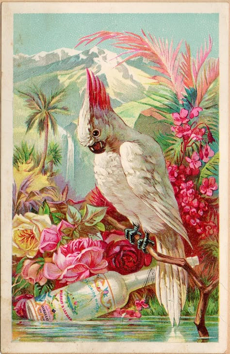 Vintage parrot image. Colonial Artwork, Camp Horror, Colonial Art, Florida Water, Botanical Drawing, Hur Man Målar, Images Vintage, Paul Klee, Illustration Vintage