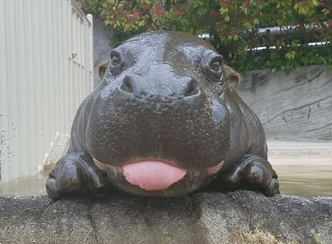 These 13 Animals Smiling Back At You Will Make Your Wednesday Better! - I Can Has Cheezburger? Cute Hippo, Baby Sloth, Baby Animals Pictures, Gloomy Day, Baby Animals Funny, Hippopotamus, Sweet Animals, Animal Memes, Cuteness Overload