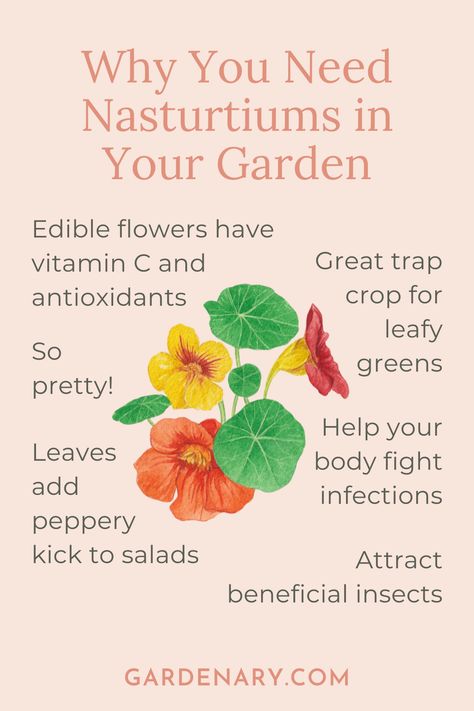 Enjoy these benefits and more by growing nasturtium flowers in your garden! Nasturtium Benefits, Nasturtium Flowers, Plant Study, Attracting Beneficial Insects, Organic Vegetable Garden, Beneficial Insects, Organic Vegetables, Edible Flowers, Gardening For Beginners