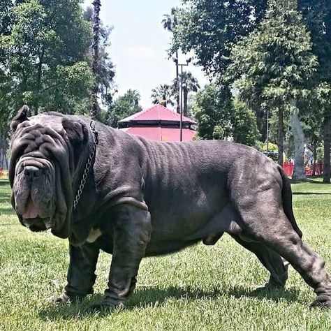 Dog Pics Funny, Funny Dog Pics, Worlds Biggest Dog, Mastiff Dog Breeds, Big Dogs Breeds, Biggest Dog In The World, Funny Dog Signs, Neapolitan Mastiff, Biggest Dog