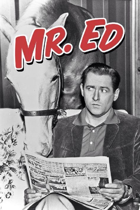 Mr. Ed Mr Ed, Mister Ed, Childhood Tv Shows, Classic Television, Old Shows, Great Tv Shows, Old Tv Shows, Character Actor, Vintage Tv