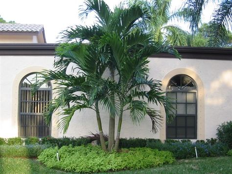 Alexander Palm Alexander Palm, Alexander Palms, King Palm, Beach House Garden, Texas Landscaping, Tropical Landscapes, Plant Goals, Front Courtyard, Deck Ideas