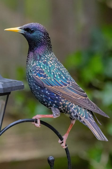 17 Beautiful Birds of Arkansas | Common Starling Starling Bird, Birds To Draw, European Starling, Common Starling, Birds Photography Nature, Most Beautiful Birds, Nocturnal Animals, Amazing Birds, Cool Animals