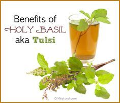 Basil Benefits, Holy Basil Benefits, Pancreas Health, Holy Basil Tea, Ocimum Tenuiflorum, Basil Tea, Basil Herb, Coconut Oil Coffee, Coconut Oil For Acne