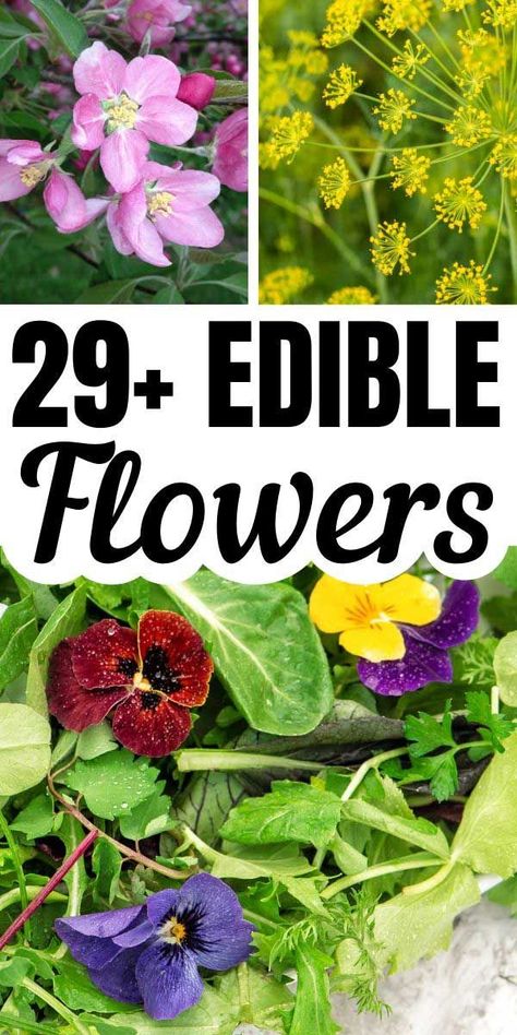 Growing flowers you can eat adds an extra element of surprise in your garden, offering up an opportunity to harvest more food. Edible flowers add color, flavor, and beauty to homegrown salads and other dishes. Print this list of 29 edible flowers and how best to use them. Edible Flower Garden, Edible Flowers Recipes, Dandelion Jelly, Best Edibles, Cottage Garden Plants, Edible Landscaping, Dandelion Recipes, Flower Food, Tea Garden