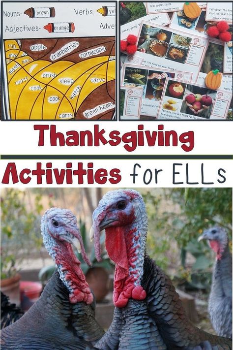 Introduce ELLs to the American holiday of Thanksgiving. Learn about activities that give multiple perspectives on Thanksgiving, have students write about Thanksgiving, and review Thanksgiving vocabulary. #Thanksgiving #esl Thanksgiving Language Activities, Thanksgiving Tips, Thanksgiving Math Activities, Teaching English Language Learners, Thanksgiving Lessons, Thanksgiving Stories, Thanksgiving Books, Thanksgiving Classroom, Esl Activities