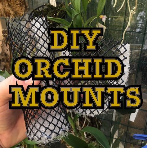 Orchids In Hanging Baskets, Orchid Mount, Mounting Orchids, Orchid Basket, Fair Garden, Garden Orchids, Diy Orchids, Repotting Orchids, Hanging Orchid