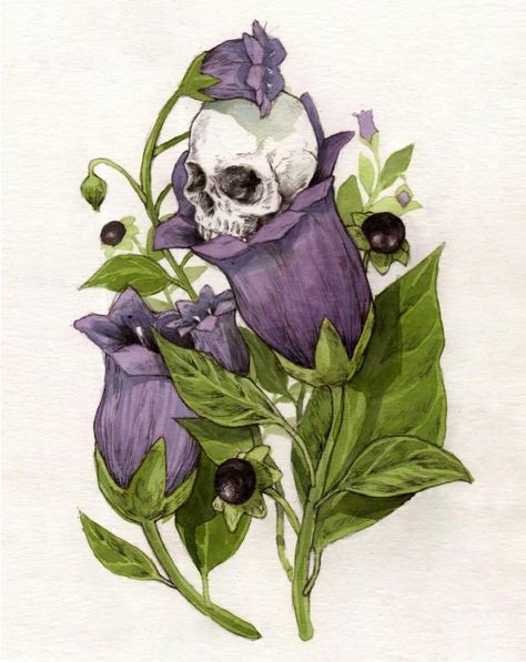 Belladonna Adalyn Grace, Signa Farrow, Belladonna Flower, Nightshade Flower, Adalyn Grace, Deadly Plants, Arte Peculiar, Plant Drawing, Flower Tattoos