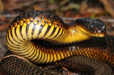 Tiger Snake, Australian Fauna, Australia Animals, Snake Venom, Reptile Snakes, Beautiful Snakes, Australian Wildlife, Australian Animals, Reptiles And Amphibians