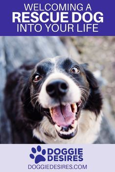 You dont need to buy a dog when there are already thousands of loving pups out there in need of a loving home. If you do decide to adopt a dog here are a few steps that you should take to prepare yourself and your home so that everything is ready to welcome them into your life with open arms! #rescuedog #petadoption  You dont need to buy a dog when there are already thousands of loving pups out there in need of a loving home. If you do decide to adopt a dog here are a few steps that you should t Hattie Mae, Puppy Tips, Rescue Pets, Healthy Dog Food, Best Dog Toys, Shelter Dog, Potty Training Tips, Dog Diy, Oils For Dogs