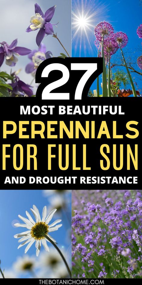 Four images of full sun perennial flowers. Text reads: 27 most beautiful perennials for full sun and drought resistance. Sun Flower Beds Ideas, South Side Of House Landscaping, Flower Beds In Front Of House Perennials, Full Sun Perineal Flower Bed Ideas, Full Sun Flowering Bushes, Colorful Perennial Garden, Full Sun Drought Tolerant Perennials, Morning Sun Perennials, Front Yard Landscaping Full Sun Ideas