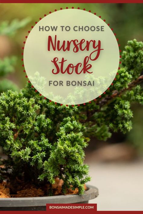 What is the best way for beginners to learn how to bonsai inexpensively? By starting with ordinary nursery stock! In this article, Bonsai Made Simple outlines the advantages of fashioning DIY bonsai trees from nursery plants and offers tips for choosing a plant with great bonsai potential. | #bonsaimadesimple #beginnerbonsaitree #DIYbonsai #howtomakebonsaiplants #bonsaiforbeginners #howtobonsai #bonsai Bonsai From Nursery Stock, How To Make A Bonsai Tree, Bonsai Styling, Bonsai Growing, Bonsai For Beginners, Flowering Bonsai, Diy Bonsai, Bonsai Kit, Simple Outlines