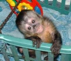 Ikea Monkey, Marmoset Monkey, Cute Monkeys, Capuchin Monkey, Baby Monkeys, Arte Indie, Monkey Pictures, Monkey 3