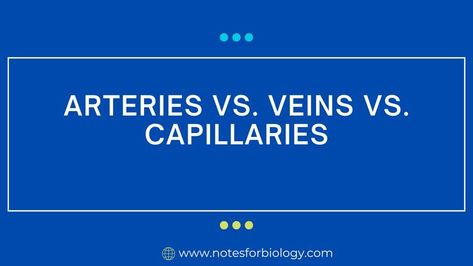 Arteries vs Veins vs Capillaries (12 Differences) The Circulatory System, Arteries And Veins, Biology Notes, Circulatory System, Critical Role, Biology