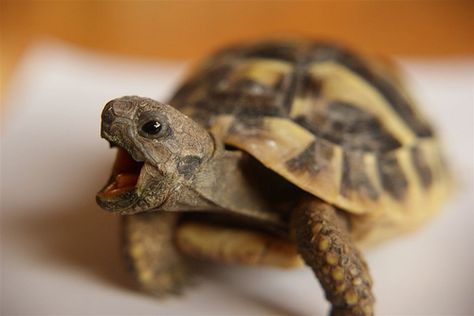 tortoise | Flickr - Photo Sharing! Hermann Tortoise, Russian Tortoise Diet, Tortoise Food, Russian Tortoise, Cute Tortoise, Tortoise Care, Tortoise Habitat, Baby Tortoise, Turtle Time