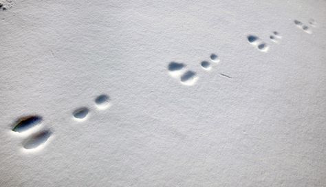 Rabbit Footprints, Bunny Tracks, Rabbit Tracks, 2023 Rabbit, Sensory Pathways, Snowshoe Hare, Knitting Blanket, Wild Rabbit, Rabbit Care