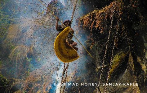 The mad honey we get to your doorsteps are the raw honey which is obtained by extraction, settling and straining without adding heat. Our mad honey hence contains some pollen and particles of wax.   Dm to get the fresh mad honey from current harvest.🍯 . .⁣ . .⁣ . .⁣⁣⁣ .⁣⁣⁣ ...⁣⁣⁣ #madhoney #madhoneyforsale #redhoney #medicinalhoney #intoxicatinghoney #hallucinogenic #followthejourney #delibal #Nepaliproduct #bestmadhoney #cliffhoney #nepal #uniqueproduct #honeyhunting #honey #hunting #rareprodu Medicinal Honey, Mad Honey, Honey For Sale, Habitats Projects, Types Of Honey, Wild Bees, The Himalayas, Traditional Medicine, Simple Words