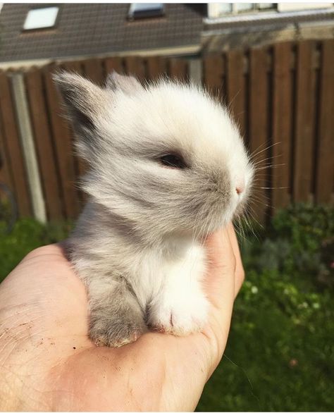 Miniature Rabbits, Beautiful Rabbit, Bunny Mom, Pet Bunny, Fluffy Animals, Baby Bunnies, Sweet Animals, Zoo Animals