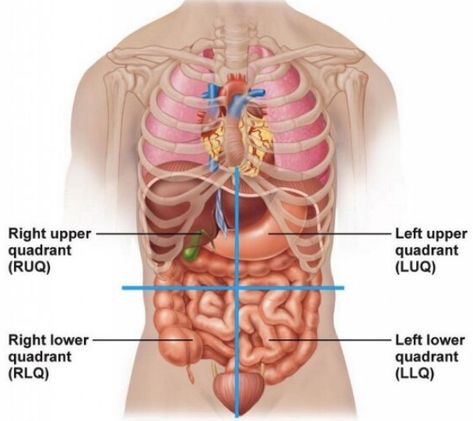 four Quadrants of Abdomen Stomach Pics, Stomach Diagram, Human Organ Diagram, Body Organs Diagram, Human Anatomy Picture, Human Anatomy Chart, Human Body Diagram, Human Anatomy Female, Human Ribs