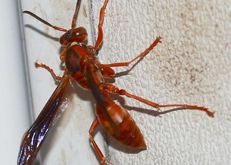 Red Wasps Red Wasp Sting, Wasp Species, Red Wasp, Red Wasps, Wasp Stings, Black Wings, Beautiful Animals, Wasp, Hornet