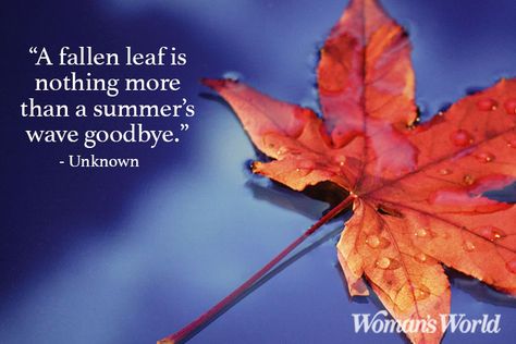 Fall Quotes and Sayings to Get You in the Spirit of Autumn Quotes About Leaves, Cute Fall Quotes, Quotes About Autumn, Fall Quotes And Sayings, Colors Quotes, Leaf Quotes, Fall Quotes, Season Quotes, Together Quotes