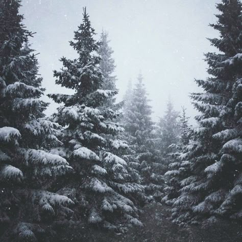 Cold Girl Aesthetic, Ice Forest, Snow And Trees, Rune Knight, Devious Maids, Hemlock Grove, Cold Girl, Tree Magic, Snow Forest