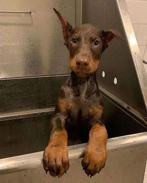 Doberman Puppy, Doberman Dogs, Very Cute Dogs, Pretty Dogs, Pretty Animals, Cute Animals Images, Silly Animals, Fluffy Animals, Cute Dogs And Puppies