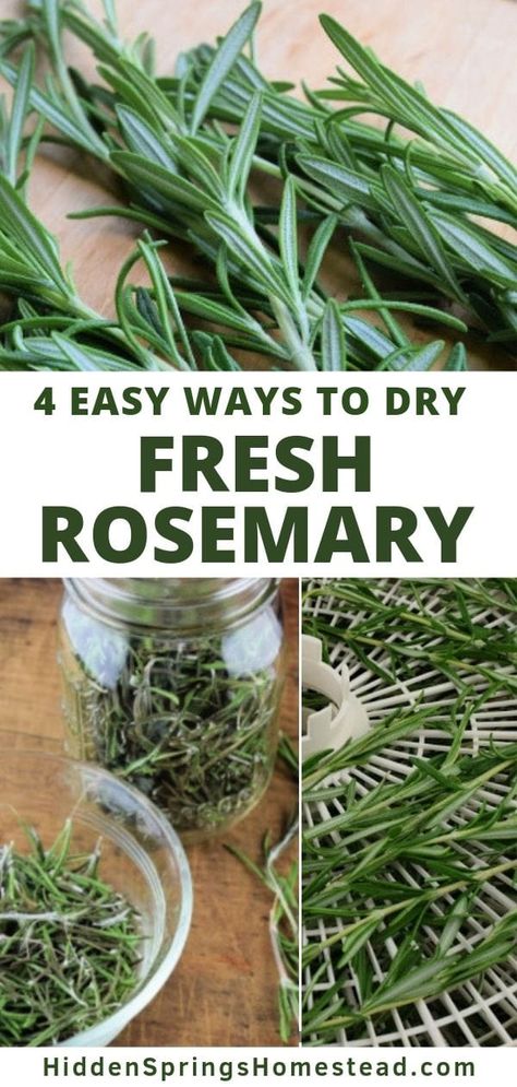 4 Easy ways to dry fresh rosemary. Rosemary has some many uses from both culinary and medicinal uses, why not learn to dry your own fresh rosemary. In the microwave, the oven, hanging to DIY dry, and my favorite, dehydrating. Preserving Fresh Rosemary, How To Dry Rosemary In Oven, What To Do With Rosemary Fresh Herbs, Things To Do With Fresh Rosemary, Ways To Use Rosemary, Dehydrating Rosemary, Uses For Fresh Rosemary, Rosemary Drying, Rosemary Diy Ideas