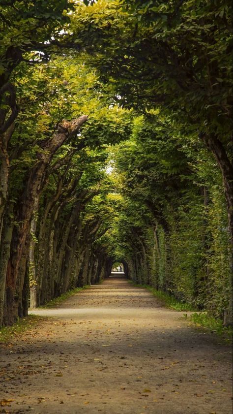 Tree Lined Road, Alam Yang Indah, Beautiful Nature Pictures, Beautiful Nature Scenes, Nature Aesthetic, Pretty Places, Scenery Wallpaper, Fantasy Landscape, Nature Scenes