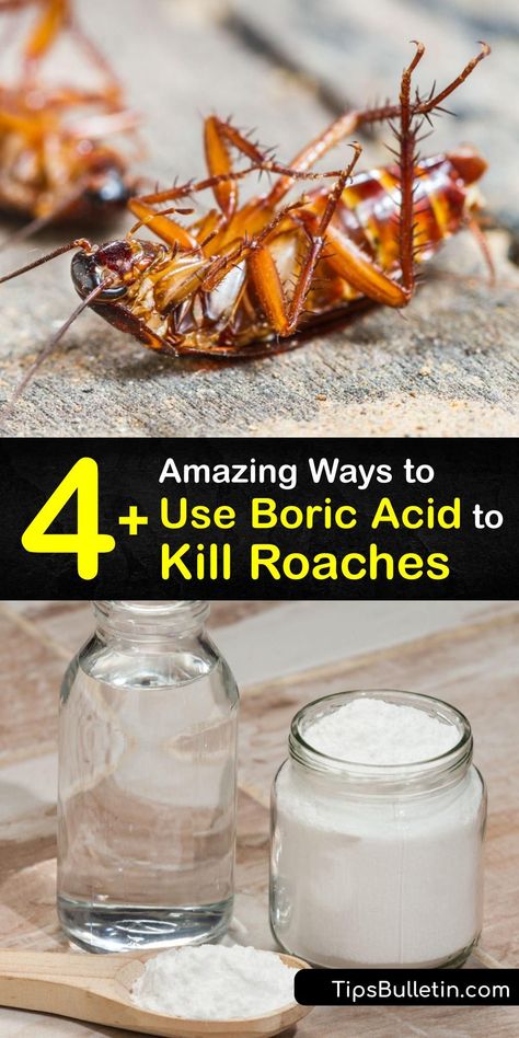 Roach Traps Homemade, Ways To Get Rid Of Roaches, How To Repel Roaches, How To Get Rid Of Water Bugs, How To Get Rid Of Roaches In The House, Cocroach Remedies, Cockroaches How To Get Rid Of Diy, Get Rid Of Roaches Fast House, How To Get Rid Of Cockroaches Fast Diy