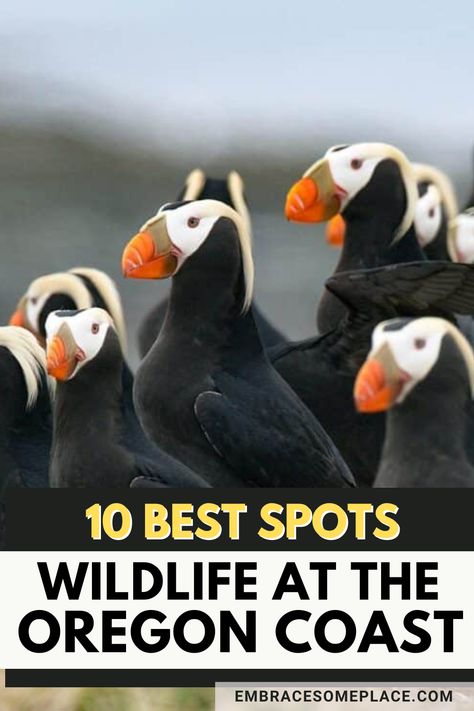 Birding at the the Oregon coast, puffins on a beach in Oregon. Whale Watching Oregon Coast, Cascade Locks Oregon, Oregon Coast Roadtrip, Oregon Coast Road Trip, Oregon Coast Camping, Oregon Coast Vacation, Oregon Nature, Grad Trip, Oregon Trip