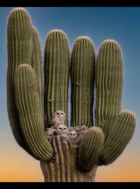 Western Screech Owl, Arizona Cactus, Desert Animals, Screech Owl, Great Horned Owl, Saguaro Cactus, Desert Plants, Cactus And Succulents, Desert Landscaping