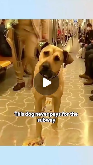 Heartwarming Photos, Emotional Support Dog, Healing Vibes, Dog Travel, Crazy Dog, Shelter Dogs, Sweet Animals, Dog Gifs, Service Dogs