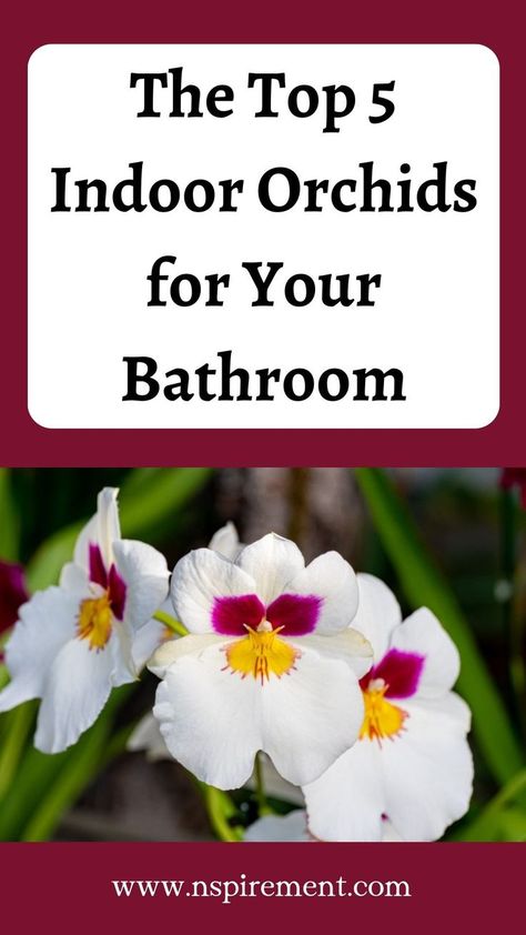 Your bathroom is probably not on your list of decor priorities in your home. But have you ever considered indoor orchids to freshen the air and your bathroom’s aesthetics? Indoor Orchids, Have You Ever, Garden Plants, Orchids, The Top, Plants