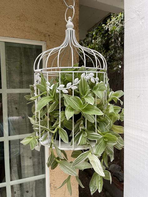 Bird Cage With Plant Inside, Bird Cage Planter, Birdcage Planter, Logo Garden, Plant Cages, Porch Plants, Succulent Garden Diy, Bird Cage Decor, Birdcages