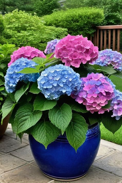 Hydrangea Care How To Grow, Planting Hydrangeas In Pots, Growing Hydrangeas In Pots, Growing Flowers In Pots, Hydrangea In Pots, Hydrangeas In Pots, Watering Hydrangeas, Potted Hydrangeas, How To Grow Hydrangeas