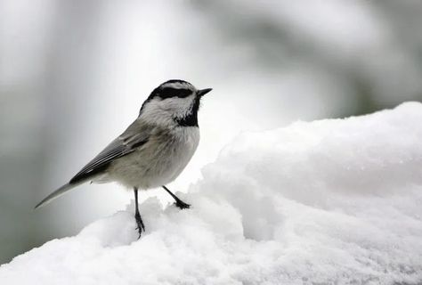 Chickadee Meanings and Symbolism on Whats-Your-Sign Mountain Chickadee, Chickadee Tattoo, Trumpeter Swan, Chickadee Bird, Animal Guides, Evergreen Forest, Incredible Creatures, Christmas Bird, Tattoo Meaning