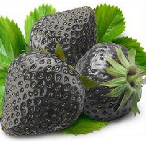 Top 10 Strange, Rare and Unusual Strawberries Strawberry Seeds, Black Strawberry, Blue Strawberry, Strawberry Seed, Strawberry Garden, Growing Strawberries, Winter Plants, Strawberry Plants, Fruit Seeds