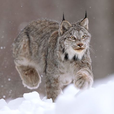 Lynx Lynx, Canada Lynx, Eurasian Lynx, Small Wild Cats, Cutee Animals, Scary Cat, Winter Animals, Silly Animals, Animal Sketches