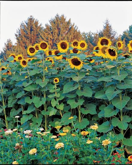 Toss out everything you know about sunflowers: These vibrant beauties come in a rainbow of colors. Mammoth Sunflower, Growing Sunflowers, Giant Sunflower, Planting Sunflowers, Small Sunflower, Sunflower Colors, American Giant, Sunflower Pictures, Sunflower Garden