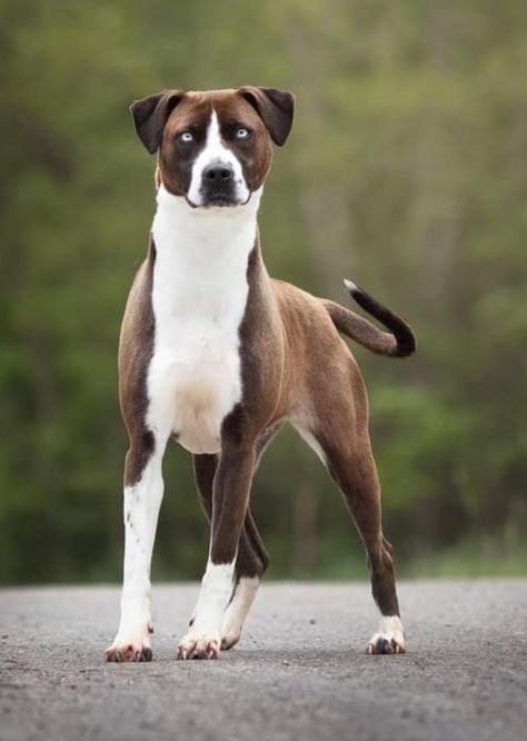 Strong Dog Breeds, Pretty Animals Beautiful Creatures, Pretty Dog Breeds, Cool Dog Breeds, Mixed Dogs, Unique Dogs, Dog Reference, Cool Dogs, Mutt Dog