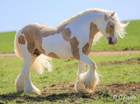 Romani Horse, Romani Vanner Horse, Galineers Cob, Cool Horses, Horse Therian, Rare Horse Breeds, Vanner Horse, Rare Horses, Cute Horse Pictures