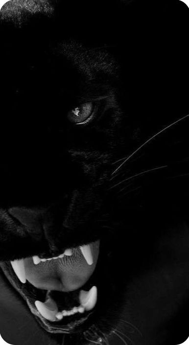 Black Panther Wallpaper Animal, Panther Wallpaper, Wild Animal Wallpaper, Wallpaper Background Design, Black And White Art Drawing, Pretty Animals, Boy Pictures, Cat Aesthetic, Animal Wallpaper