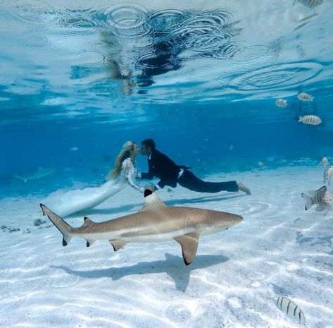 Underwater Wedding, Underwater Photoshoot, Water Wedding, Underwater Photos, Wedding Chicks, Underwater Photography, Photography Women, Big Island, Another World