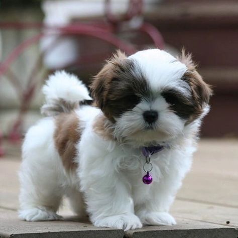 Mal-shi Puppies For Sale • Adopt Your Puppy Today • Infinity Pups Tattoos Dog, Shichon Puppies, Micro Teacup Puppies, Perro Shih Tzu, Shitzu Dogs, Shitzu Puppies, Cute Fluffy Dogs, Cute Teacup Puppies, Wallpaper Dog