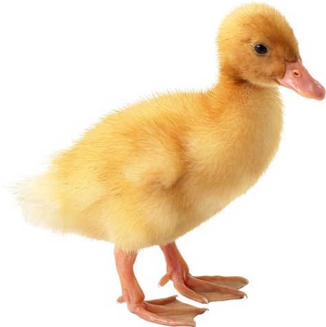 a duck Duck Photos, Chloe Art, Duck Png, Duck Pictures, Duck Photo, Animal Printables, Duck Pins, Duck Cartoon, Quack Quack